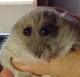 Sad Rat