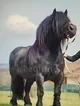 Draft horse