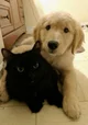 Your cat and dog