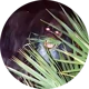 Skunk Ape