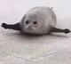 Bouncing Seals