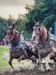 Cart horses