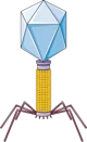 Bacteriophage