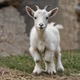 Own goat cub