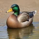 Mister Mallard