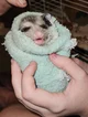 Ozzy the Opossum 
