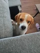 Millie