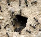 Ant nest