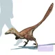 Velociraptor