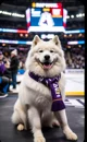 Snowy Samoyed 