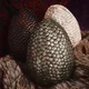 The dragon eggs 