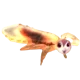 Lice