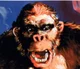 King Kong