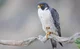 Peregrine Falcon