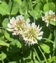 White Clover