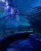 -The Aquarium-