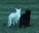 A M3D CATZ H3RBZ