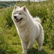 SAMOYED Mom 