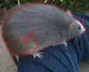 The Golden Ratio Rat