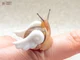 Flying Snail