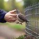 Bird saver