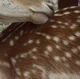 FAWN