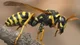 wasp