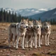 Nomadic Wolves