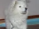 Samoyed Dog