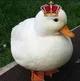 King Duck