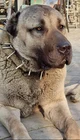 Kangal dog