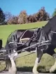 Cart horse