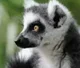 lemur
