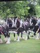 Cart horses