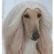 Stray afghan hound 