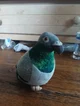Mr pigeon