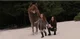 Jacob Black-Twilight
