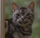 Monty the Cat