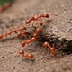 Fire ants 