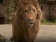 Aslan