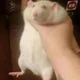 Rat - Pet