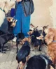 Adopt a dog 
