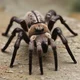 tarantula