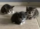 Three baby kittens 