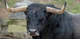 A bull