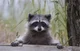 Raccoon