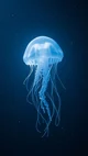 Jellyfish breeder 