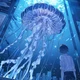 Jellyfish BL