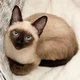 Siamese Cat