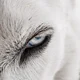 White wolf hybrid 